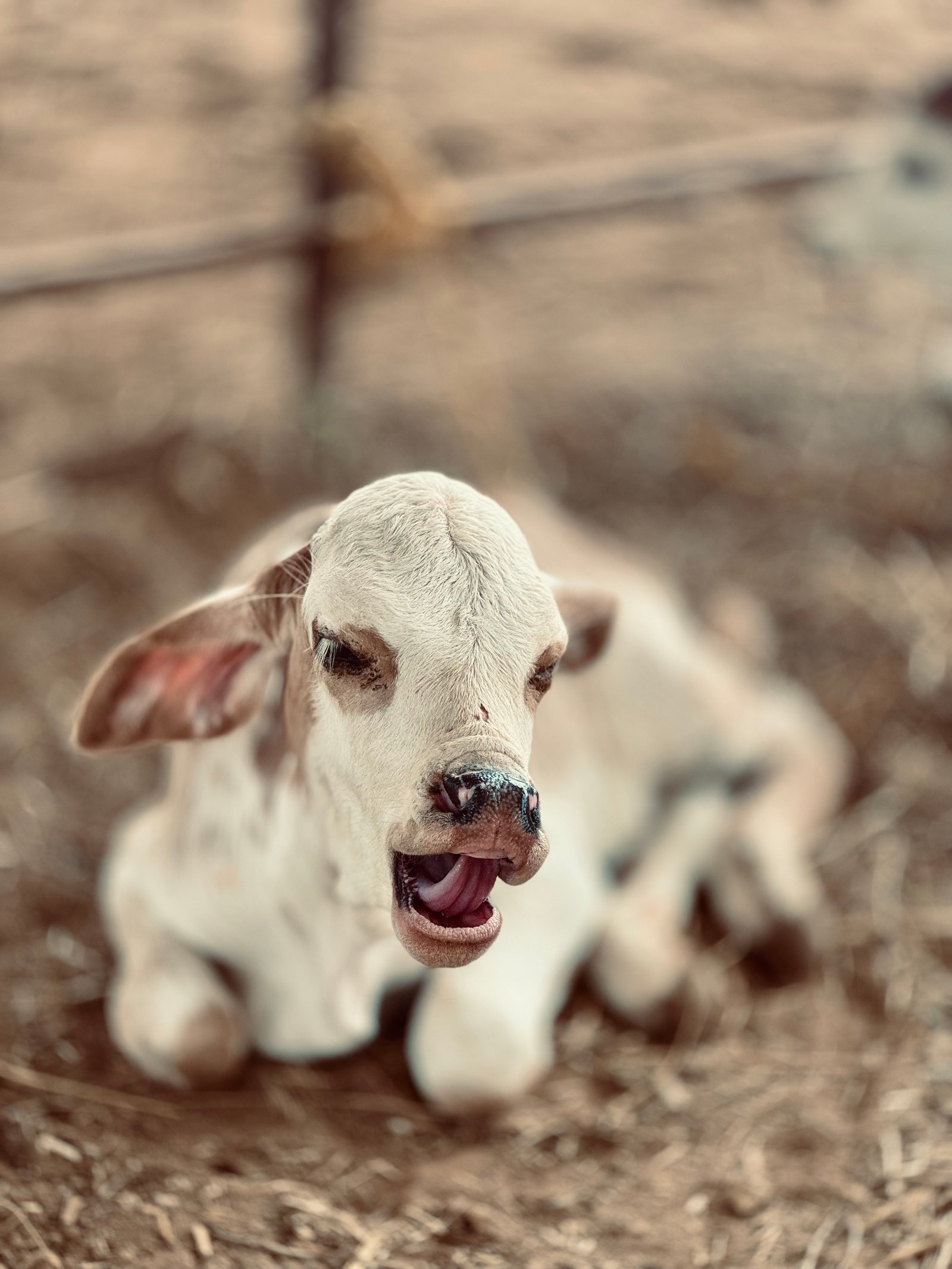 Cow Rescue Program
